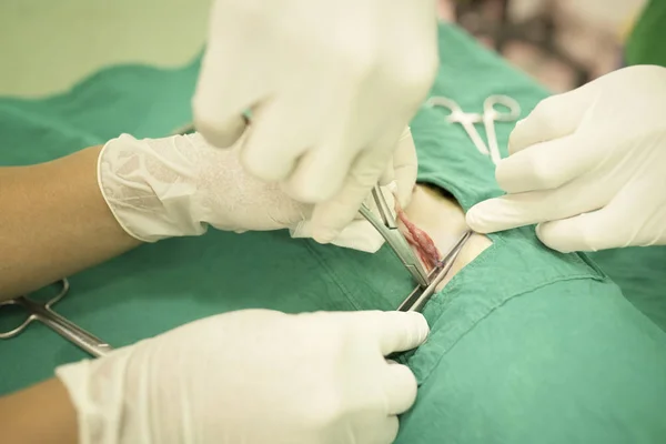 Gato em uma cirurgia veterinária — Fotografia de Stock