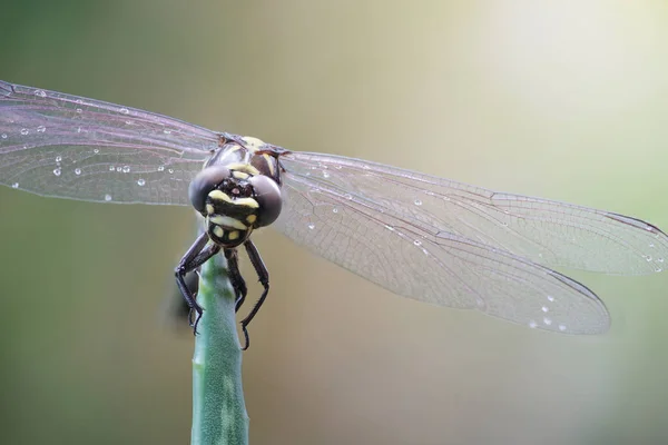 Libelle ruht im Hintergrund der Natur — Stockfoto