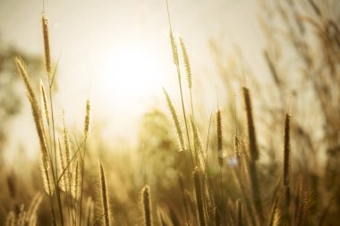 Güneş ışığı ile çimen çiçek