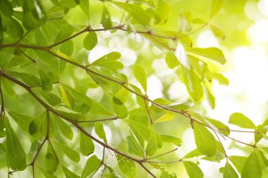 Sunligh ile bahçede doğa arka plan ile Closeup yeşil yaprak