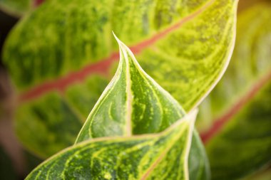 Sunligh ile bahçede doğa arka plan ile Closeup yeşil yaprak