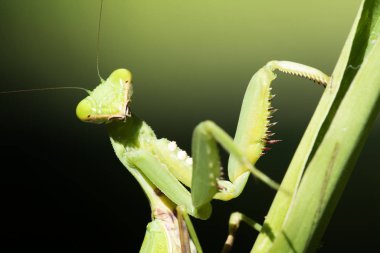 Siyah arka plan üzerinde mantis ve yeşil yapraklar