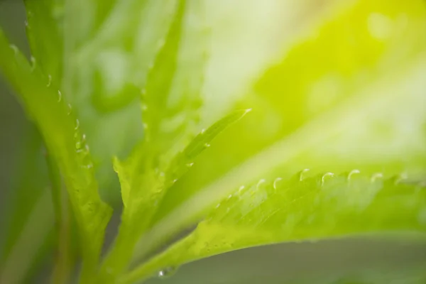 Gros plan feuille verte avec fond de nature dans le jardin avec sunligh — Photo