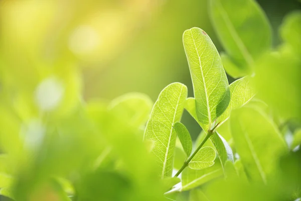 特写绿叶与自然背景在花园与阳光 — 图库照片