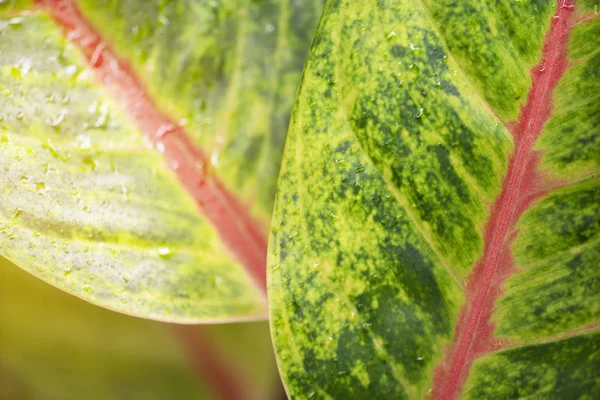 Primeros planos hoja verde con fondo natural en jardín con sunligh — Foto de Stock