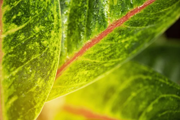 Крупный план зеленый лист с природой фон в саду с солнцем — стоковое фото