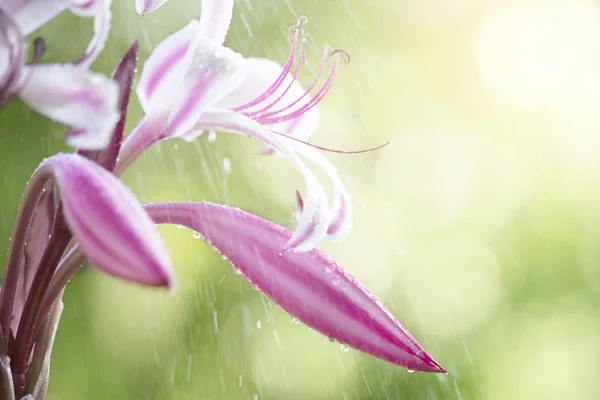 Flor rosa com chuva no fundo verde — Fotografia de Stock