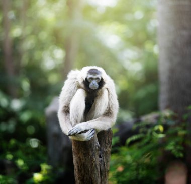 Gibbon doğada tek başına oturuyor