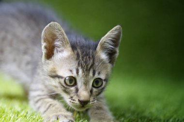 Kameraya bakan minik kedi yavrusu