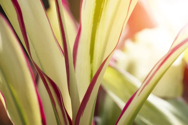 Nahaufnahme rotes Blatt im Garten mit Sonnenlicht — Stockfoto