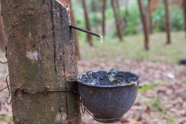 kauçuk ağaçtan pota kauçuk lateks damla yakın