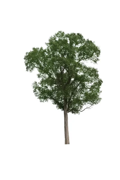 Zöld fa fehér háttér — Stock Fotó