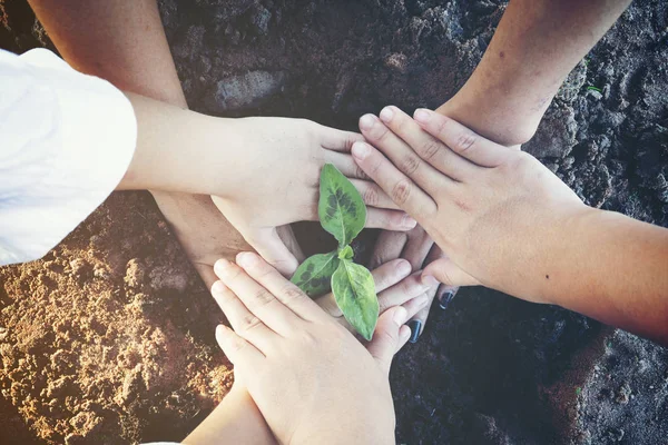 Manos sosteniendo pequeño árbol, Guardar concepto del mundo — Foto de Stock