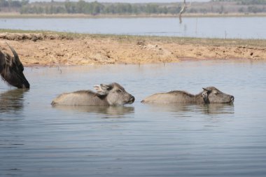 nehirde küçük su bufalo