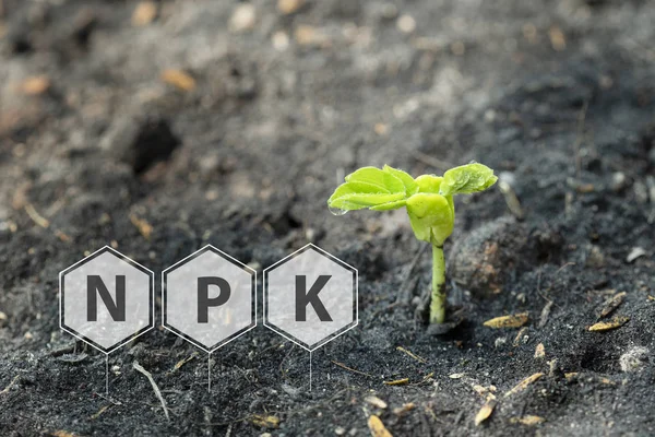 Toprakve igital mineral simgesinden fideler büyüme 