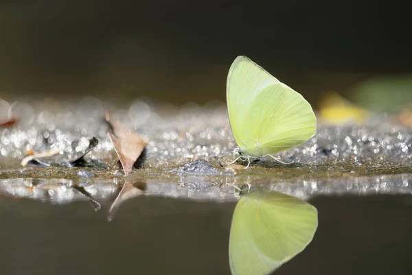 Gul sommerfugl med refleksjon – stockfoto