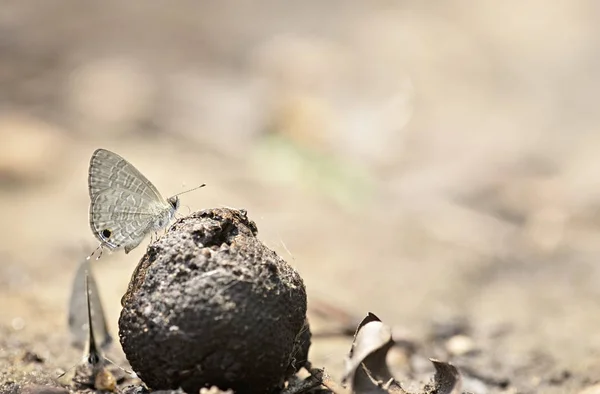 Acercamiento mariposa descansando sobre piedra —  Fotos de Stock