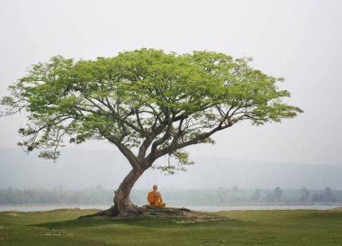 Buda keşiş uygulama meditasyon ağacın altında 
