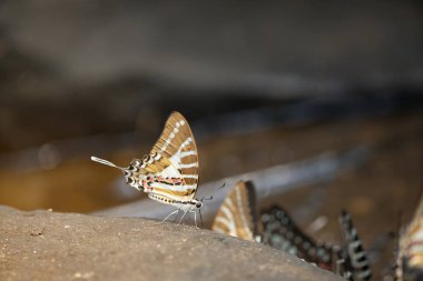 Kelebek, Spot Kılıç Kuyruğu