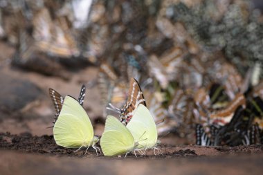 Kelebek,Catopsilia pomona pomona