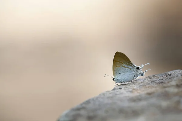 Fechar borboleta descansando sobre pedra — Fotografia de Stock