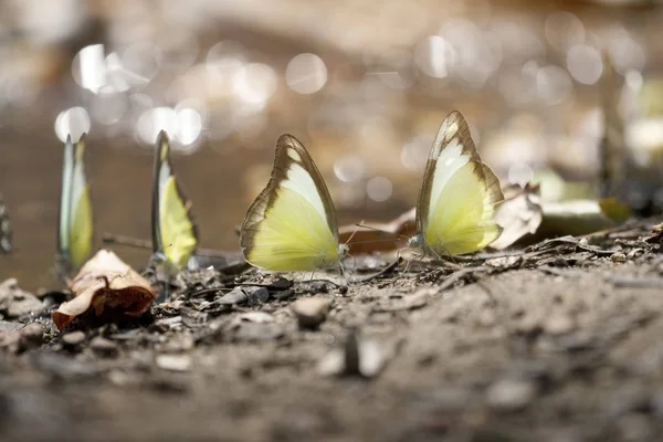 Borboleta amarela na natureza — Fotografia de Stock