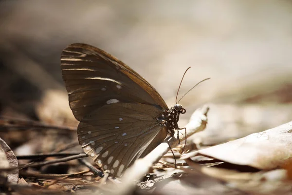 Fechar acima borboleta marrom — Fotografia de Stock