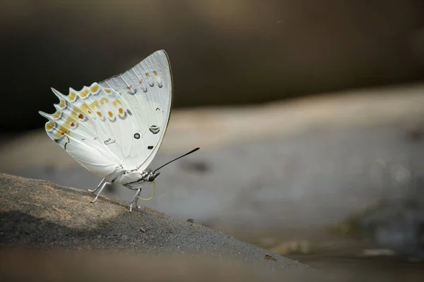 Borboleta, o Nawab Jewelled — Fotografia de Stock