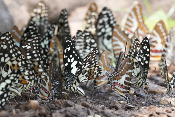 Borboleta, o Spot Swordtail — Fotografia de Stock