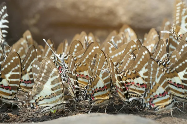 Borboleta, o Spot Swordtail — Fotografia de Stock