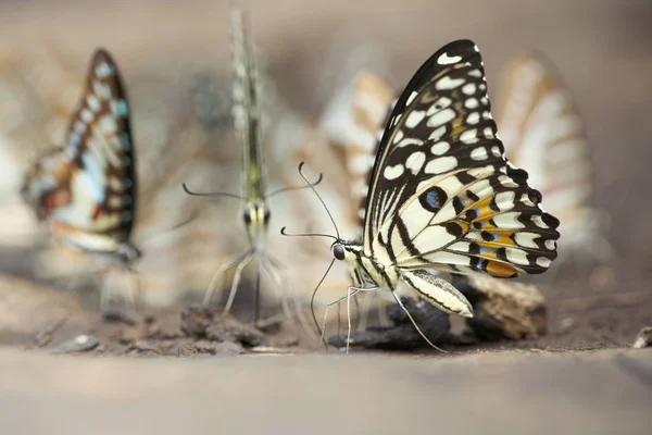 A Borboleta de Limão Papilio demoleus malayanus Wallace — Fotografia de Stock