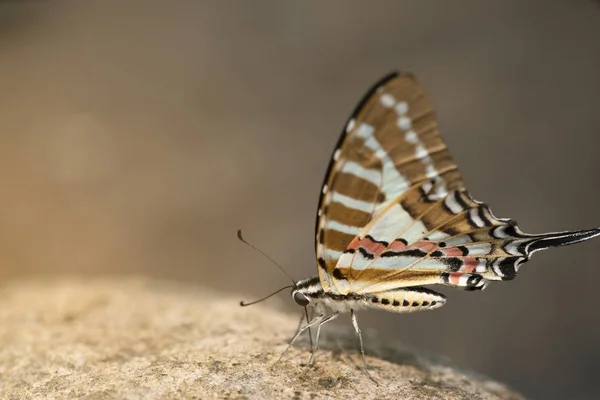 Schmetterling, der Fleckige Schwertschwanz — Stockfoto