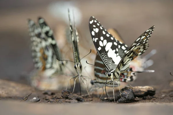 A Borboleta de Limão Papilio demoleus malayanus Wallace — Fotografia de Stock