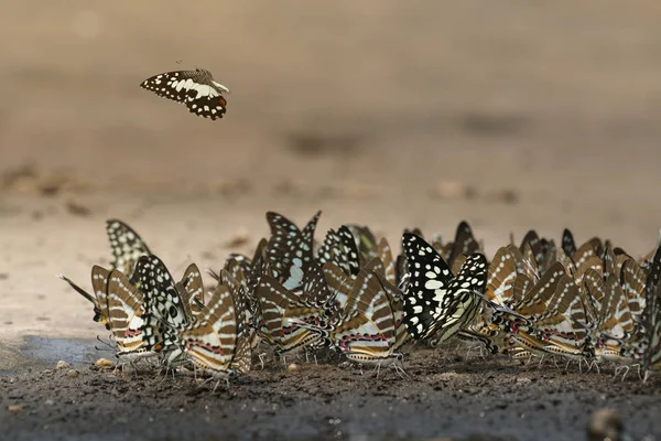 Schmetterling, der Fleckige Schwertschwanz — Stockfoto