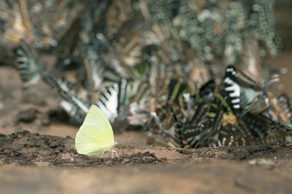 Borboleta, Catopsilia pomona pomona — Fotografia de Stock