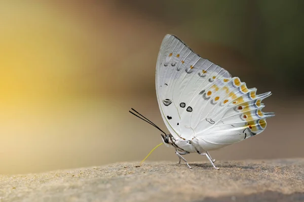 Borboleta, O Nawa Jewelled — Fotografia de Stock