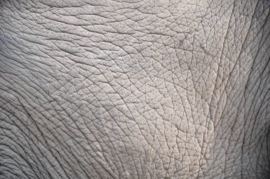 fil cilt dokusu kadar yakın