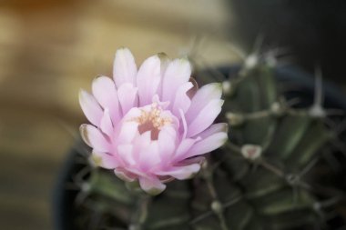 Kaktüs çiçek kadar kapatın