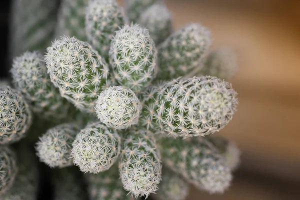 Cactus de cerca, vista superior — Foto de Stock