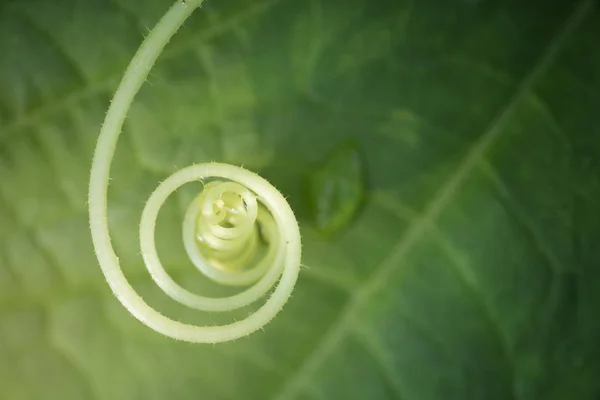 Fermer les feuilles avec la vigne — Photo