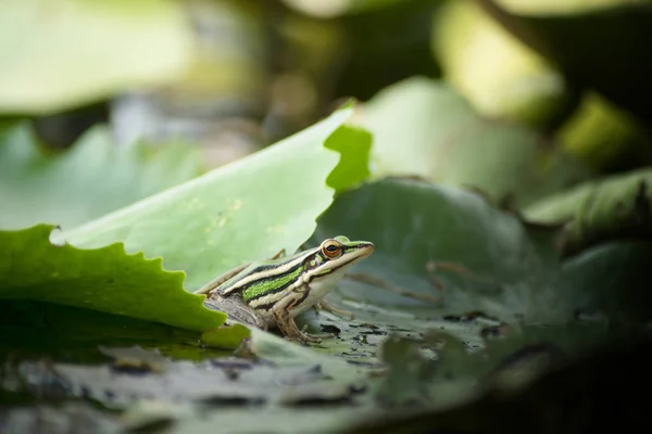 Βάτραχος πάνω σε φύλλο lotus — Φωτογραφία Αρχείου