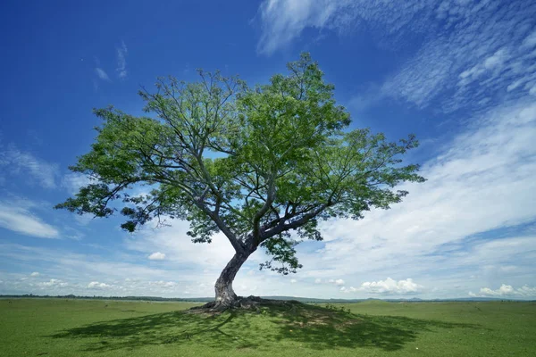 Big tree on green grass with cloud and blue sky Royalty Free Stock Images