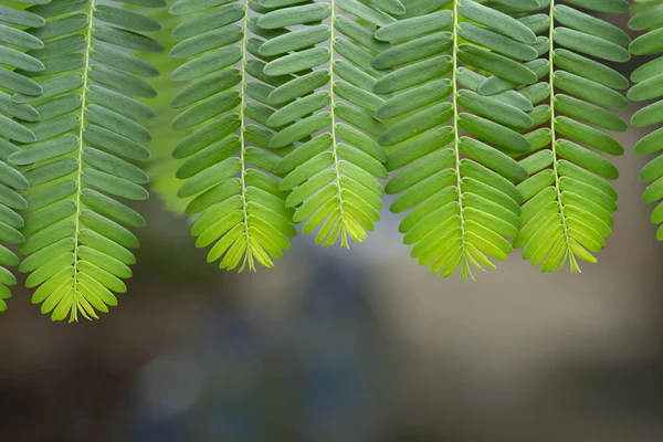 Frische grüne Blätter Muster Hintergrund — Stockfoto