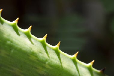aloe vera yapraklarını kapat     