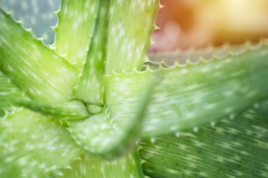 aloe vera yapraklarını kapat