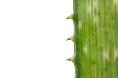 Beyaz arkaplanda aloe vera yapraklarını kapat