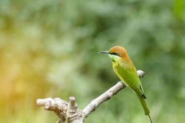 Güzel kuş Kestane kafalı Arı yiyici bir dalda