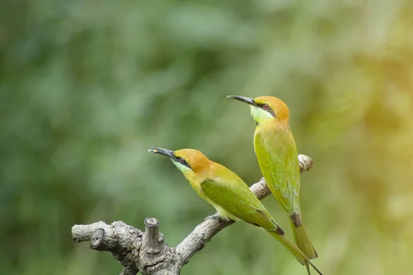Beautiful bird Chestnut headed Bee eater on a branch. — Stock Photo, Image