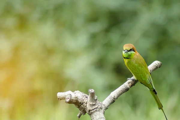 Beautiful bird Chestnut headed Bee eater on a branch — Stock Photo, Image