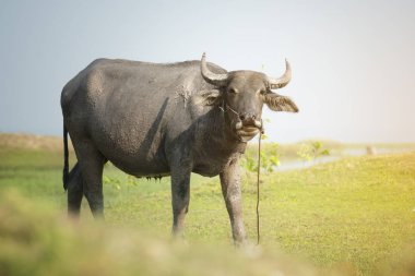 Yeşil tarlalı bufalo.